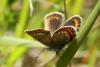 Plebejus argus